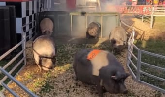 豚さんレースが超まったり展開かと思いきや・・・まさかの緊迫したデッドヒートに！！