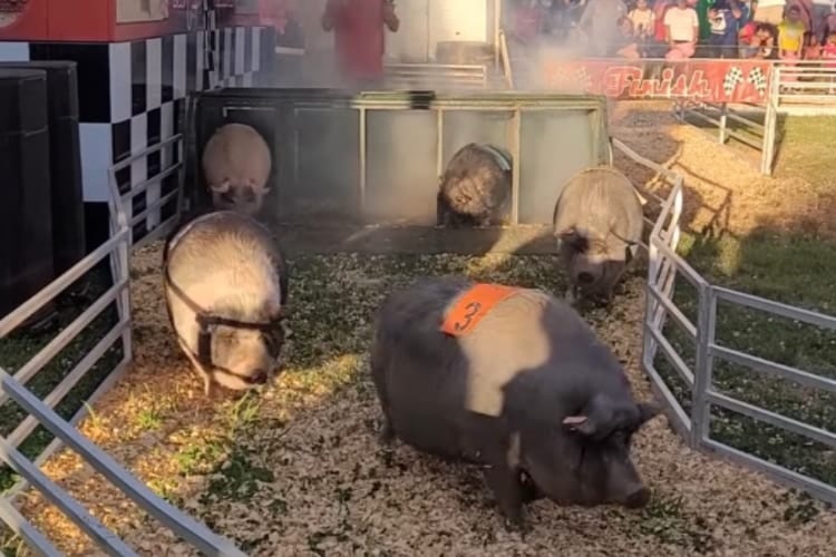 豚さんレースが超まったり展開かと思いきや・・・まさかの緊迫したデッドヒートに！！