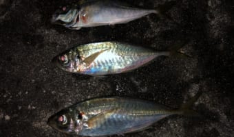 アジングを始めたい方必見!!コレを押さえておけば大丈夫!!