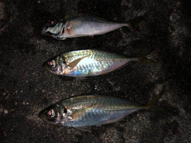 アジングを始めたい方必見!!コレを押さえておけば大丈夫!!