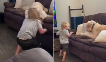 ぼくらはなかよし！ソファの陣取り合戦をして遊ぶワンコと子供が楽しそう