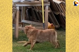 【不思議な鬼ごっこ】オンドリさんはワンコを追い詰め、ワンコはオンドリさんに逃げられる！