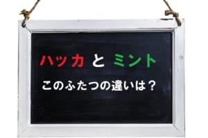 清涼感のある植物の「ハッカ」と「ミント」には違いはある？