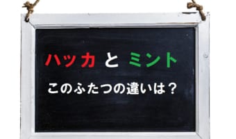清涼感のある植物の「ハッカ」と「ミント」には違いはある？