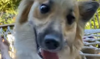 ハンモックで飼い主さんと一緒に寝っ転がりたいワンコ、ハンモックへの乗り方を盛大に間違える
