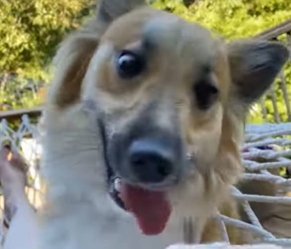 ハンモックで飼い主さんと一緒に寝っ転がりたいワンコ、ハンモックへの乗り方を盛大に間違える