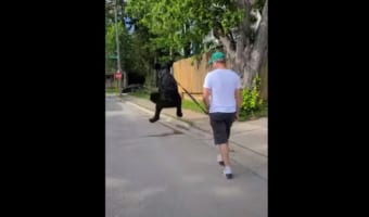 【特撮ではありません】散歩で嬉しさが爆発したワンコ、ウサギのようなジャンプを披露！！