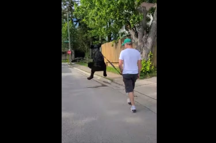 【特撮ではありません】散歩で嬉しさが爆発したワンコ、ウサギのようなジャンプを披露！！