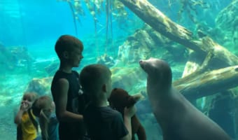 「それ楽しいの?」水族館のアシカが、人間の子どものオモチャに興味深々!!