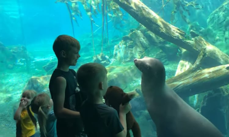 「それ楽しいの？」水族館のアシカが、人間の子どものオモチャに興味深々！！