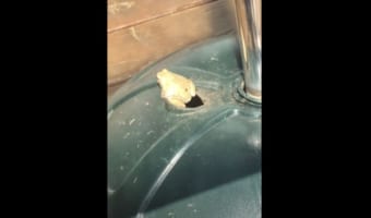 アマガエルが傘立てから外へ出ようとする友人をお尻で完全にブロック!哀れな結末に・・・