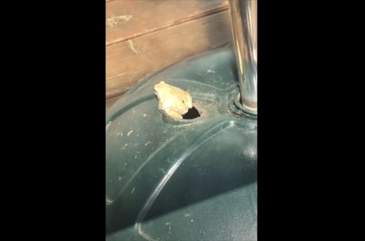 アマガエルが傘立てから外へ出ようとする友人をお尻で完全にブロック！哀れな結末に・・・