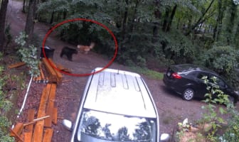 一触即発！家族を守りたい番犬と、コグマを守ろうとする母グマの睨み合い！！