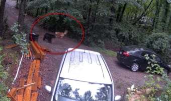 一触即発!家族を守りたい番犬と、コグマを守ろうとする母グマの睨み合い!!