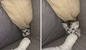 「いい場所はっけ〜〜ん！」ソファにいい隙間を見つけた子猫。寝ているワンコにちょっかいをかけるその姿がとてもかわいい