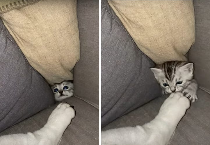 「いい場所はっけ〜〜ん！」ソファにいい隙間を見つけた子猫。寝ているワンコにちょっかいをかけるその姿がとてもかわいい
