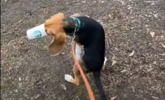 「こ、これは！絶対放さないわよ！！」初めて味わう『パプチーノ』という存在にワンコ大暴走！