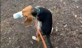 「こ、これは!絶対放さないわよ!!」初めて味わう『パプチーノ』という存在にワンコ大暴走!