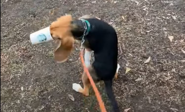 「こ、これは！絶対放さないわよ！！」初めて味わう『パプチーノ』という存在にワンコ大暴走！