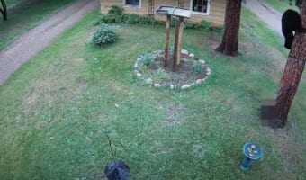 「こわいよ~!」庭にあらわれたクマ。『ある存在』にビビって木の上に一気に駆けのぼる