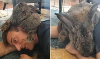 幸せそうだけどちょっとシンドそう・・・でっかいウサギからキスの嵐が降り注いだと思ったら、頭にのしかかられた飼い主さん