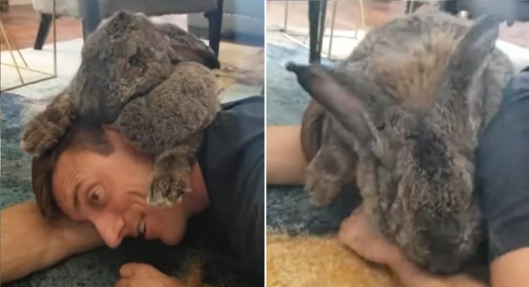 幸せそうだけどちょっとシンドそう・・・でっかいウサギからキスの嵐が降り注いだと思ったら、頭にのしかかられた飼い主さん