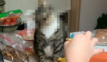つい首が動いちゃう~~。のび~~るチーズに興味津々なニャンコ