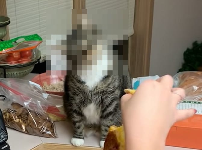 つい首が動いちゃう～～。のび～～るチーズに興味津々なニャンコ