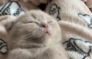 リラックスしきった姿がたまらない。ニャンコがマッサージを受けながらネンネする光景をご覧ください