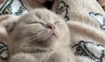リラックスしきった姿がたまらない。ニャンコがマッサージを受けながらネンネする光景をご覧ください