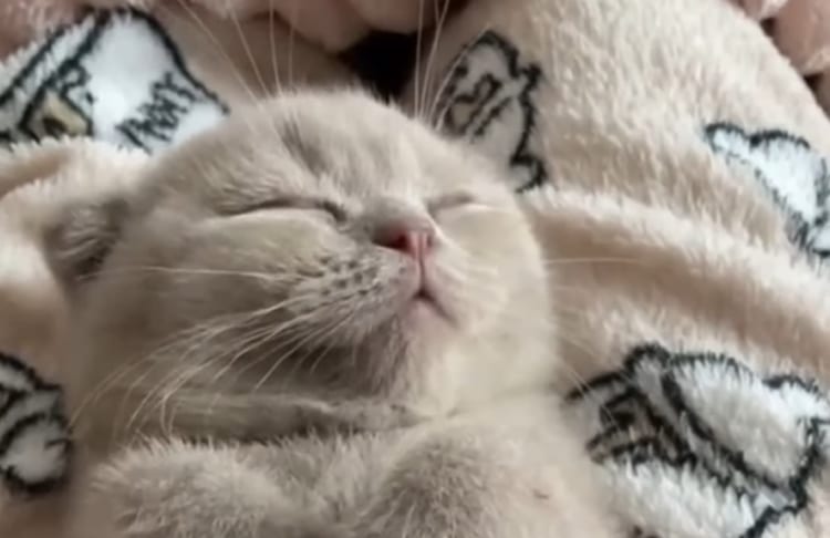 リラックスしきった姿がたまらない。ニャンコがマッサージを受けながらネンネする光景をご覧ください