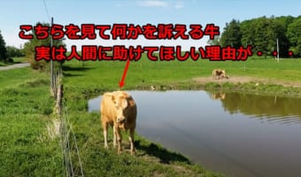 【母性に感動】必死で何かを訴えかける母牛!実はどうしても人間に助けてほしい理由が・・・