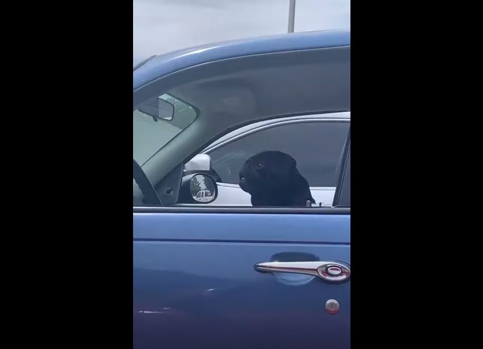 隣の車にいたかわいいワンコに振り向いてもらおうと声をかけていたら、予想外のことが起きてビックリ!