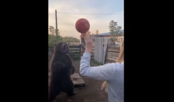もしかして背中にチャックとか付いてる?! ボールをキャッチしてシュートを決めるクマがまるで人間