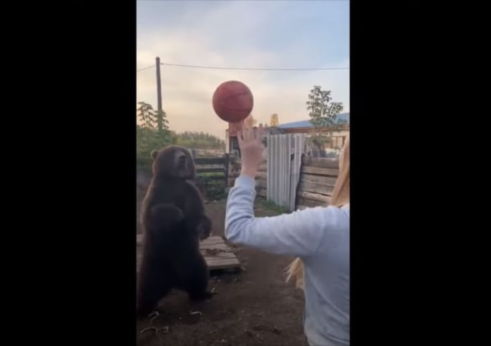 もしかして背中にチャックとか付いてる？！ ボールをキャッチしてシュートを決めるクマがまるで人間