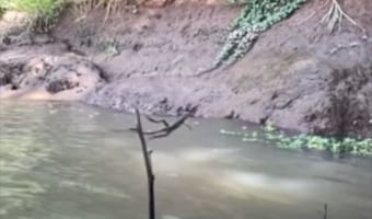 後ろ脚だけで水面をダッシュするトカゲ、その走る姿がまるで人間みたい(笑)