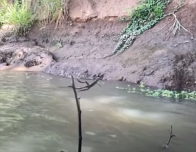 後ろ脚だけで水面をダッシュするトカゲ、その走る姿がまるで人間みたい(笑)