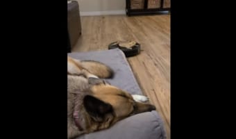 ロボット掃除機に乗ってワンコの前を通過するトカゲが驚きのアクションを見せた!