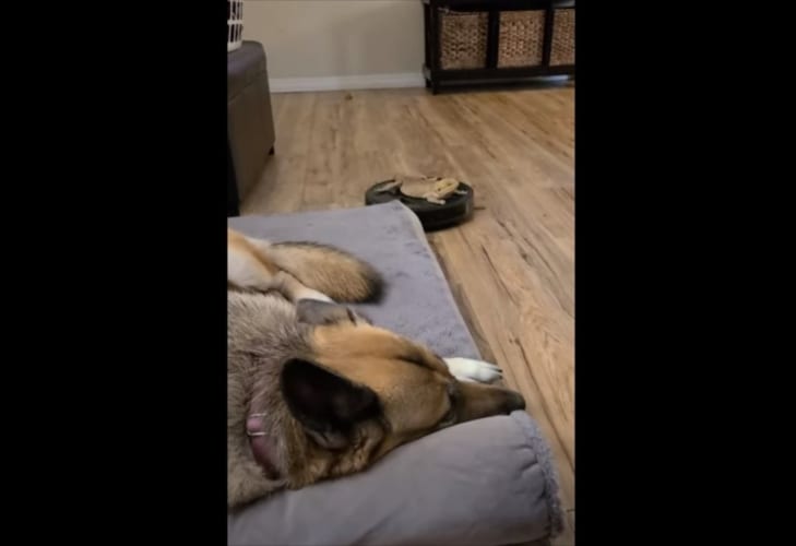 ロボット掃除機に乗ってワンコの前を通過するトカゲが驚きのアクションを見せた！