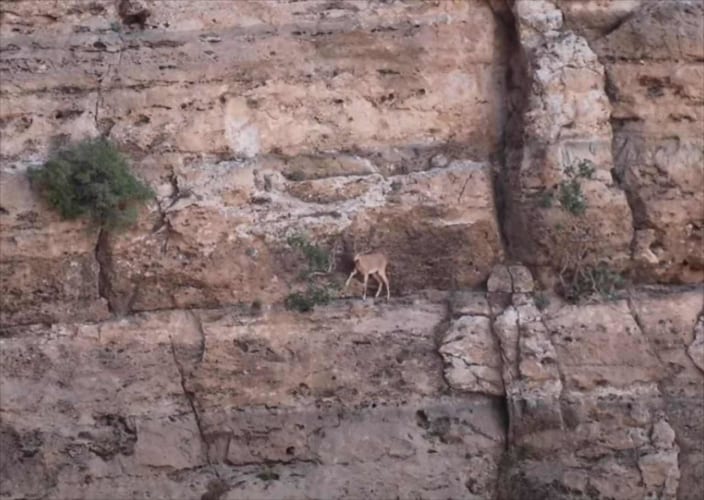 急勾配なんてなんのその！断崖絶壁をひょいひょい進むベゾアールアイベックスというヤギが凄い！