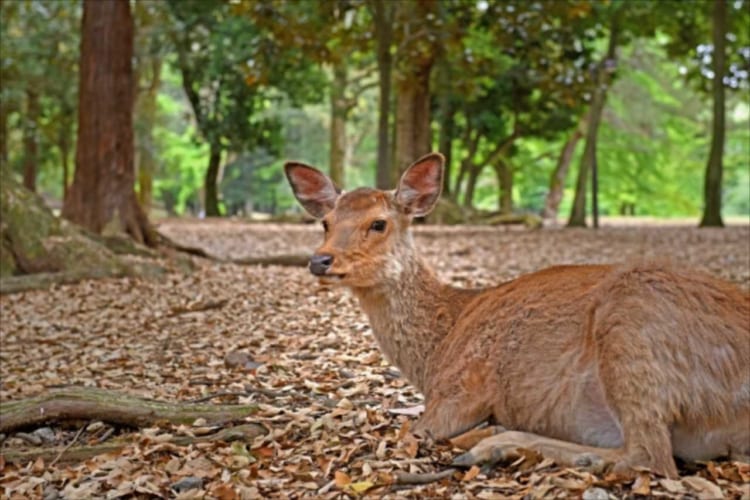奈良の夏の風物詩！？奈良国立博物館前にできる『鹿だまり』の光景が壮観すぎる！