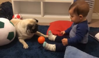 「そのボールが欲しいの!」赤ちゃんのボール遊びを見ていたワンコ、とうとう我慢できなくなり・・・