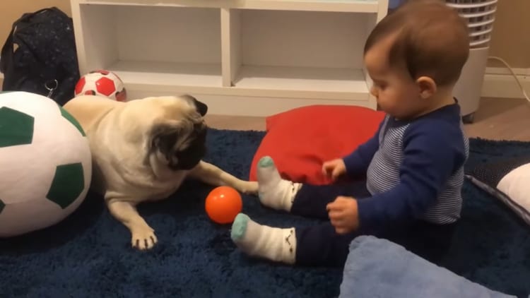 「そのボールが欲しいの！」赤ちゃんのボール遊びを見ていたワンコ、とうとう我慢できなくなり・・・