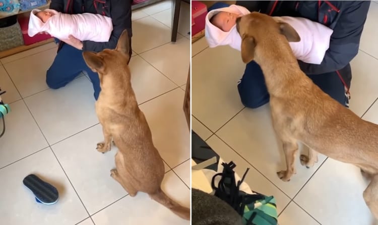 【熱烈歓迎】新しく増えた家族に「やったあああ！」とばかりに興奮が抑えきれずに挨拶するワンコ