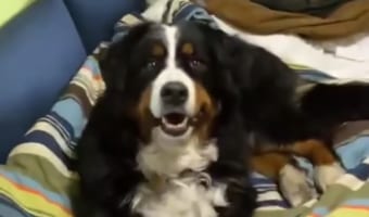 「ねえ、なんかいるんだけど・・・」窓の外の『ある存在』に気付いたワンコのその表情ときたら