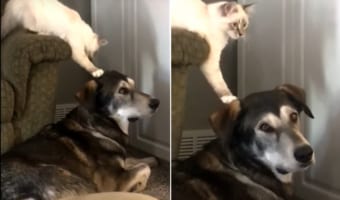 バレないように頭をトントンしたいニャンコと気づかないフリして飼い主に目で訴える優しいワンコ