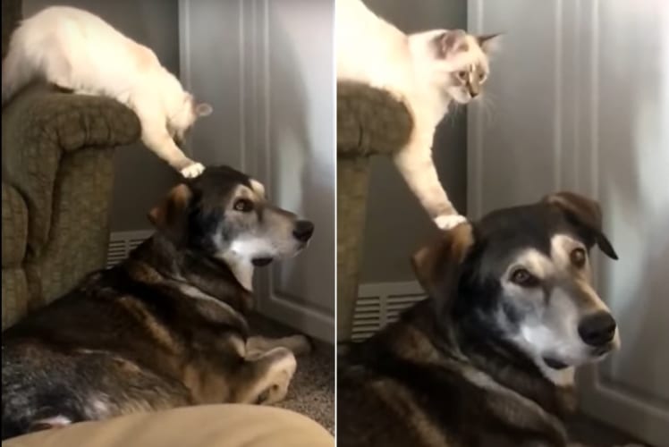 バレないように頭をトントンしたいニャンコと気づかないフリして飼い主に目で訴える優しいワンコ