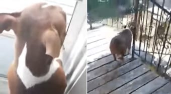 散歩じゃなかったのね～。ドアが開くのを今か今かと待つワンコ。ドアが開くと同時に向かった場所・・・それは！