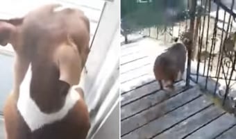散歩じゃなかったのね~。ドアが開くのを今か今かと待つワンコ。ドアが開くと同時に向かった場所・・・それは!