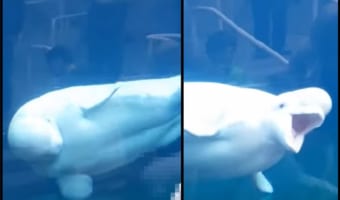 「そ、その姿は!」こどもの手にした『あるもの』に目が釘付けなシロイルカ